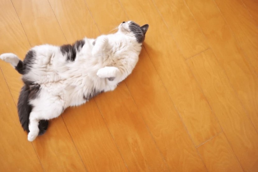 エアコンつけっぱなし|ペットに快適に過ごしてもらうには?