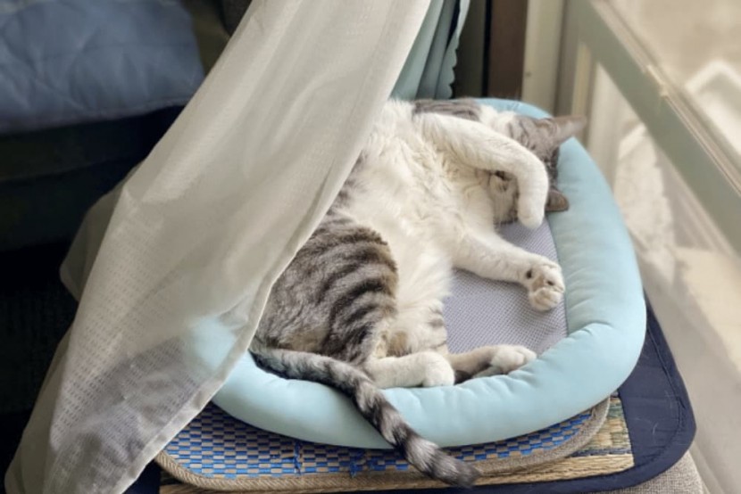 エアコンのつけっぱなし|ペットのために注意すべきポイントはあるの?